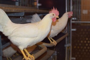 National Foods NW is 100% cage-free eggs in Washington.