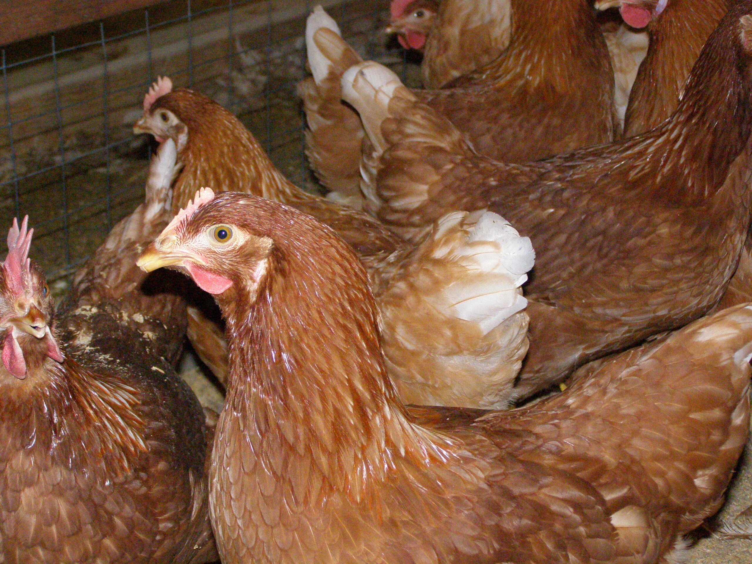 National Food NW cage free eggs
