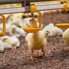 environmental sustainability in saving water with in egg farming